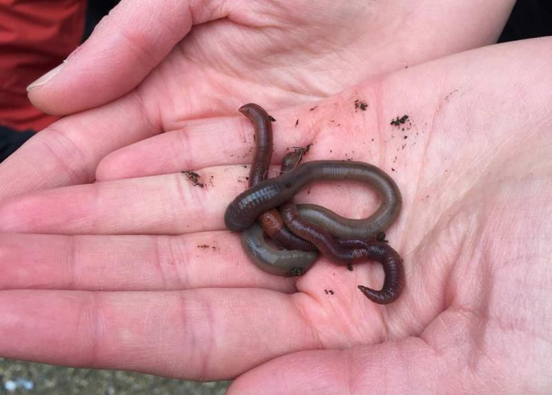 Shropshire Earthworm Blitz 2015 Biodiversity Projects